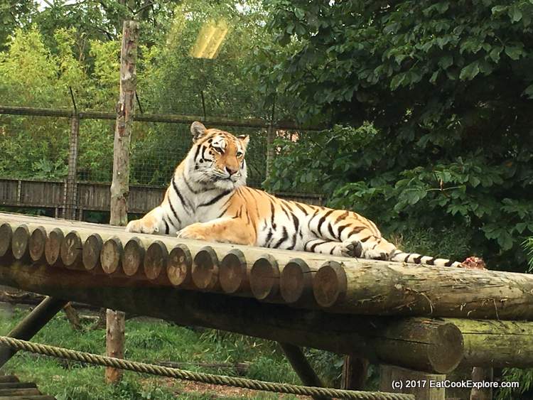 Tea with Tigers at Paradise Wildlife Park