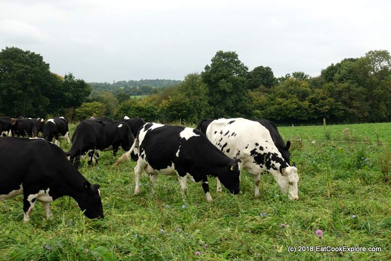 Arla Free Range Organic Dairy Farm