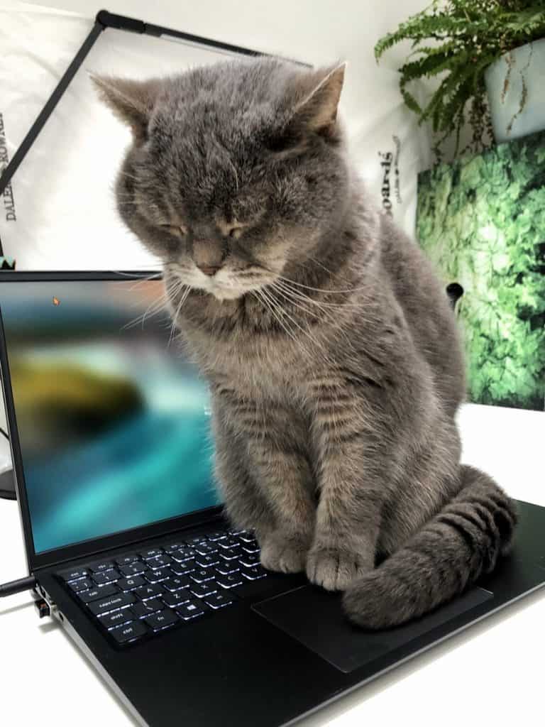 Cat sitting on a laptop