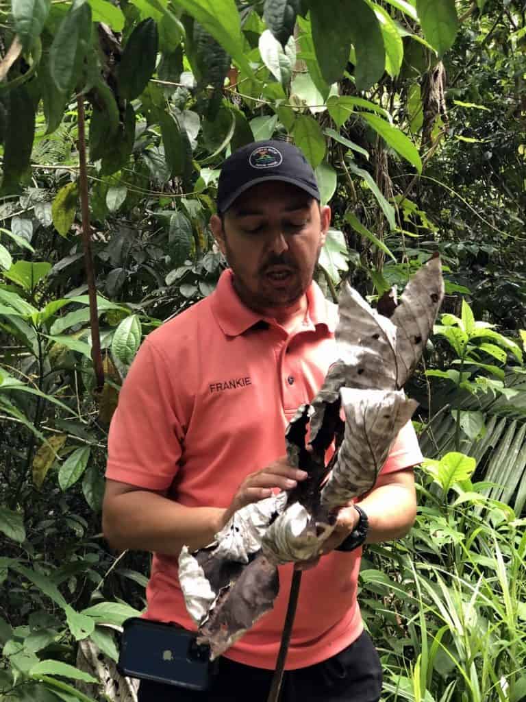 El Yungue National Park Tour Guide