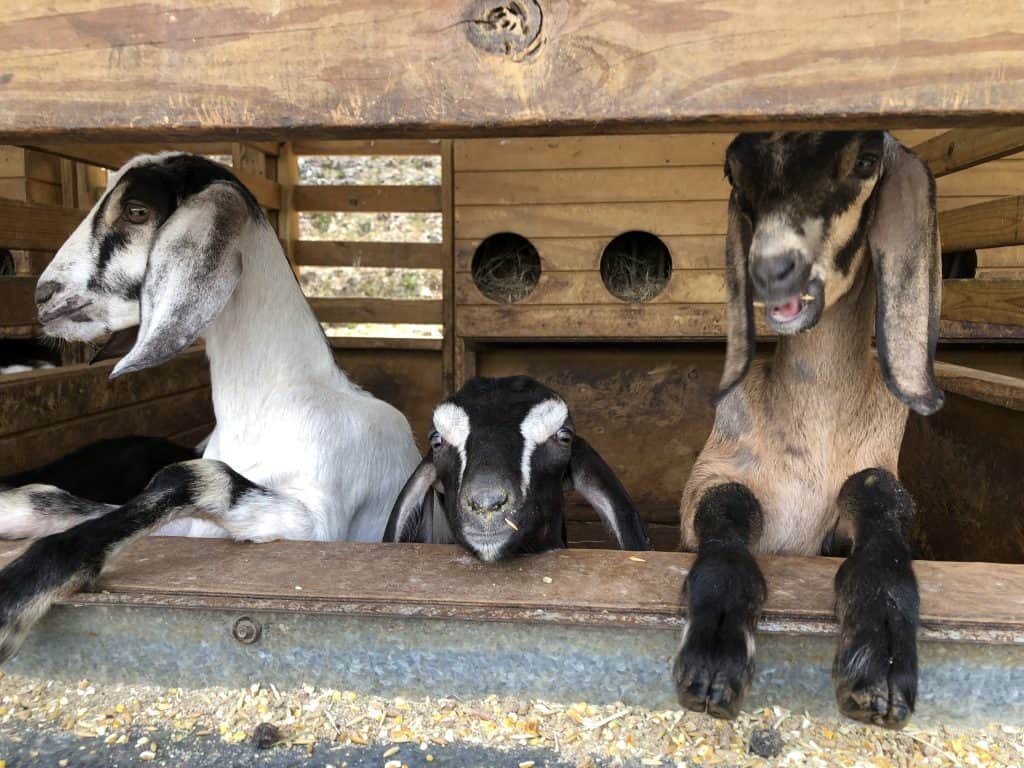 Goats in Frutos del Guacabo