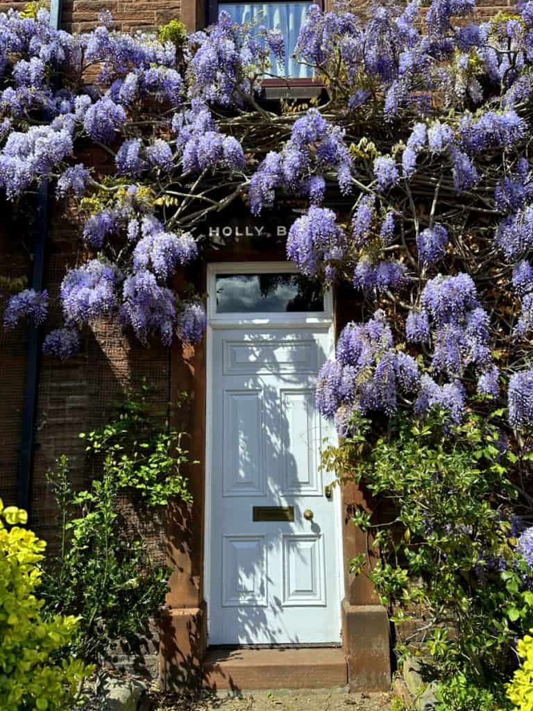 wisteria front door