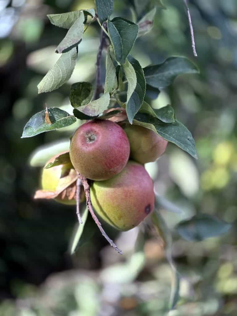 Apple Tree