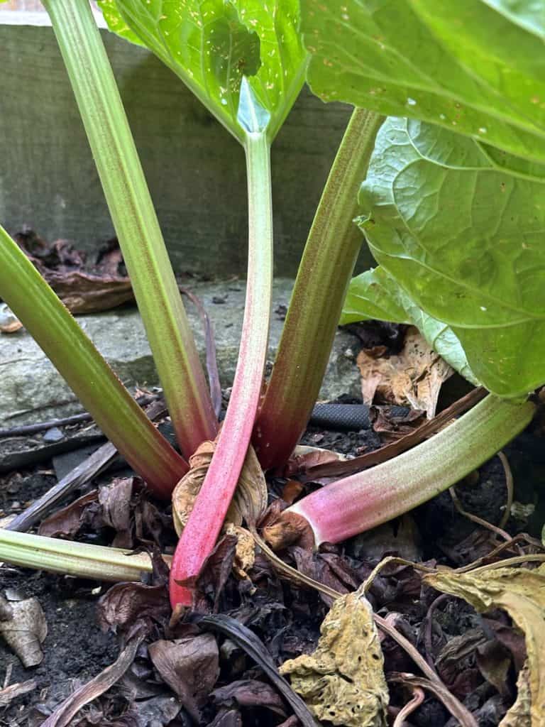 Homegrown rhubarb
