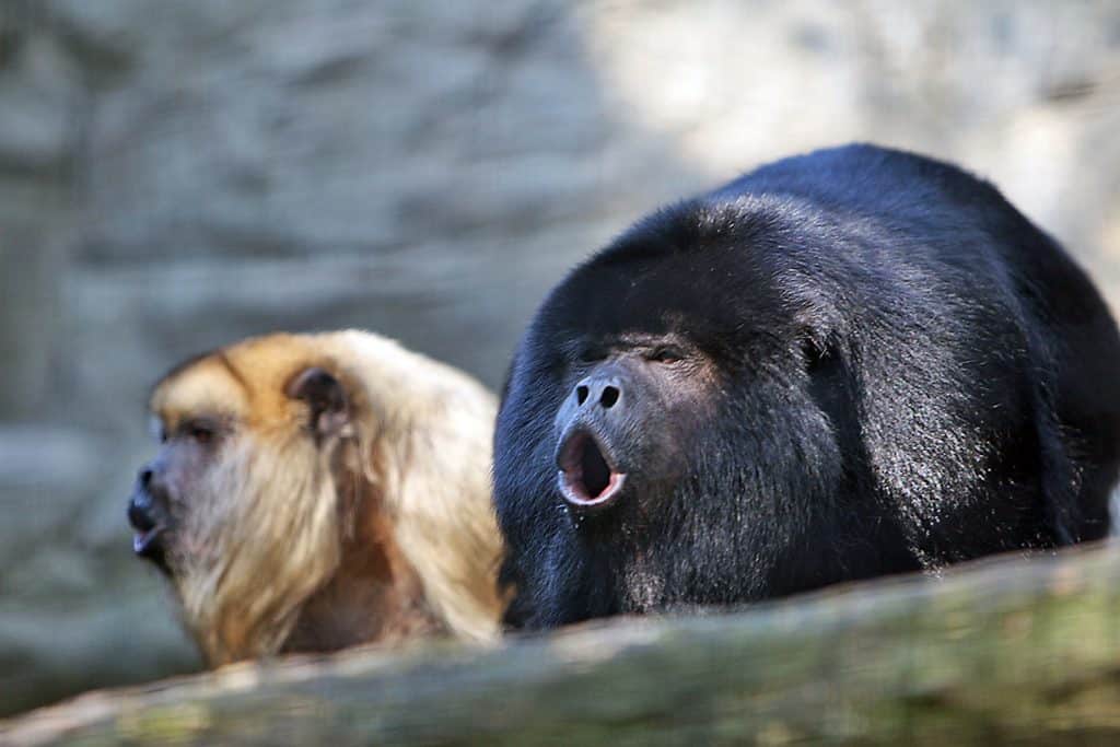 Howler Monkey Amazon river